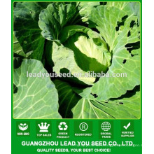 NC391 Turan Guangzhou flat cabbage seeds for sale